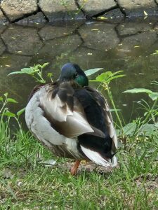 Ruhe für die Ente