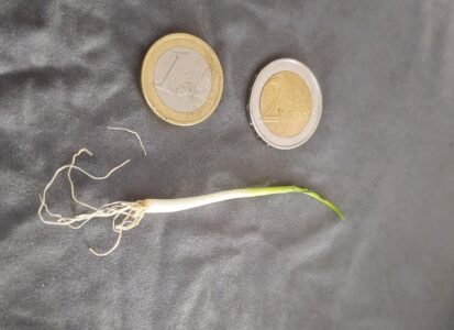 Junges Gemüse oder so ...