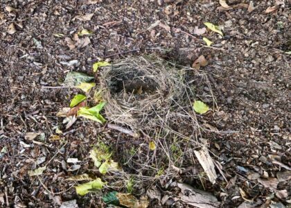 Nestflucht mal anders?