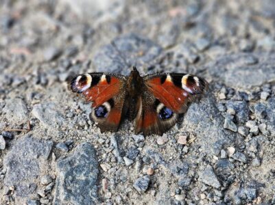 Schmetterlinge sind freundlich!