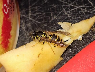 Letzte Boten des Sommers?