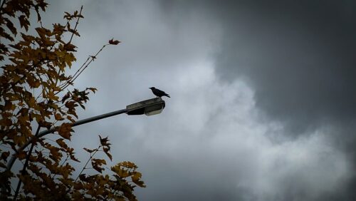 Ein schwarzer Vogel sitzt auf einer Straßenlampe, graue Wolken im Hintergrund, herbstliche Blätter im Vordergrund.