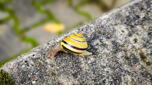 Rennschnecke ;-)