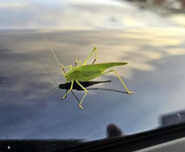 Ein sattgrüner Grashüpfer sitzt auf der glänzenden Motorhaube eines dunklen Autos, im Lack spiegelt sich der graue Novemberhimmel.