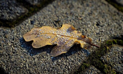 Ein einzelnes Herbstblatt liegt auf trockenem Pflaster, darauf glitzern mehrere Tautropfen, rundherum ist der Gehweg trocken.