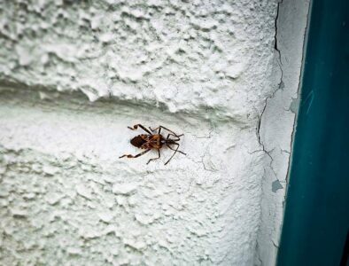 Braune Wanze an heller Putzwand