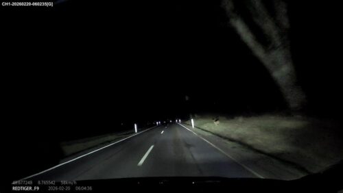 Dunkle Landstraße im Scheinwerferkegel, rechts am Rand ein Reh, das den Puls auf Anschlag bringt.