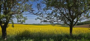 Ein paar Wochen später steht der Frühling plötzlich ziemlich deutlich da.