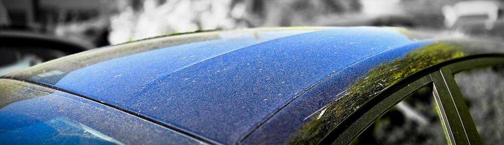 Gelbe Pollen und heller Staub auf dem schwarzen Autodach im Frühlingslicht.