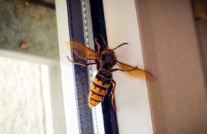 Betrachtet aus dem Desasterkreis: Hornisse am Fenster, groß genug für eigene Hausordnung ;-)