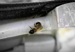 Neuer Mitbewohner im Gartenhocker?