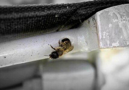 Neuer Mitbewohner im Gartenhocker?