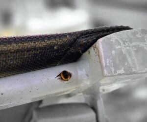 Einchecken im Insektenhotel
