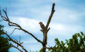 Ein gut getarnter Eichelhäher auf einem abgestorbenen Baum ;-)
