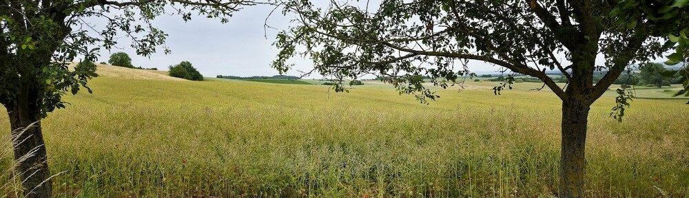 Dasselbe Feld am 16. Juni 2026, schon wieder mit einem völlig anderen Gesicht ;-)