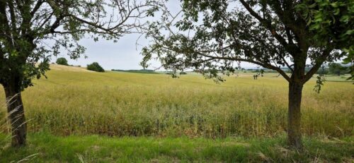Dasselbe Feld am 16. Juni 2026, schon wieder mit einem völlig anderen Gesicht ;-)
