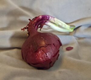 Rote Zwiebel mit Keim, der aussieht wie eine nach hinten wehende Frisur ;-)