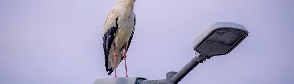 Weißstorch auf einer Parkplatzlampe auf dem Aldi-Parkplatz