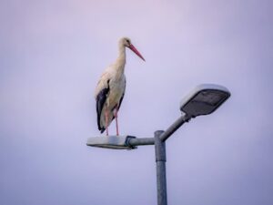 Weißstorch auf einer Parkplatzlampe auf dem Aldi-Parkplatz