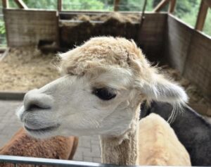 Nahaufnahme eines Alpakas im Bergtierpark Fürth-Erlenbach, das direkt in Richtung Kamera schaut.