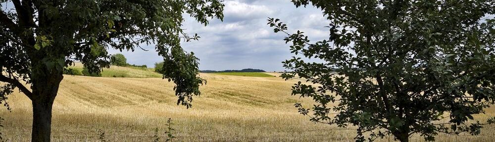 Abgeerntetes Feld Ende Juli, aufgenommen von derselben Stelle wie in den Monaten zuvor.