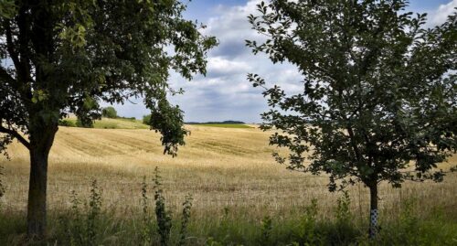 Abgeerntetes Feld Ende Juli, aufgenommen von derselben Stelle wie in den Monaten zuvor.