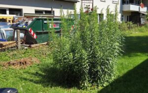 kräftig gewachsene Goldrute im Garten am 2. Juli 2026.