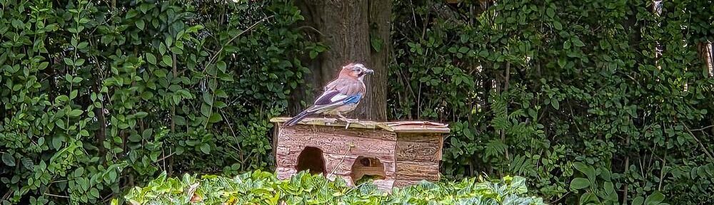 Eichelhäher sitzt auf einem kleinen Holzhaus im Garten, umgeben von Efeu, Baumstämmen und dichtem Grün.