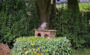 Eichelhäher sitzt auf einem kleinen Holzhaus im Garten, umgeben von Efeu, Baumstämmen und dichtem Grün.