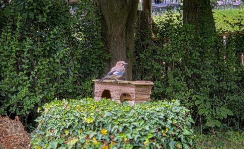 Eichelhäher sitzt auf einem kleinen Holzhaus im Garten, umgeben von Efeu, Baumstämmen und dichtem Grün.