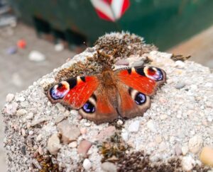 Tagpfauenauge mit geöffneten Flügeln auf einer hellen Steinfläche im Garten.