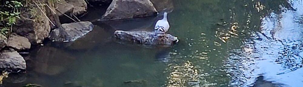 Eine Taube sitzt auf einem Stein im Wasser, wenige Sekunden vor dem überraschenden Wechsel.