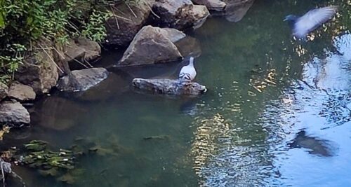 Eine Taube sitzt auf einem Stein im Wasser, wenige Sekunden vor dem überraschenden Wechsel.
