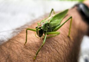 Grünes Heupferd auf meinem Arm. Einer der regelmäßigen Gäste, die hier inzwischen fast schon zum Inventar gehören.