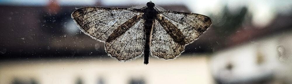 Im Gegenlicht sieht selbst eine Motte plötzlich aus wie ein Schmetterling, der einfach nur noch nicht lackiert wurde.