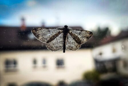 Im Gegenlicht sieht selbst eine Motte plötzlich aus wie ein Schmetterling, der einfach nur noch nicht lackiert wurde.