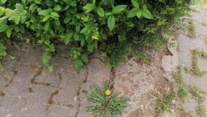 Blindschleiche am Gehwegrand, kurz vor dem Verschwinden in der Hecke.