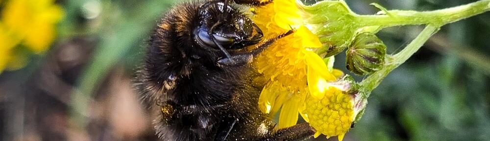 Eine ziemlich müde Hummel in einer gelben Blüte am Feldrand.