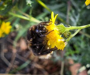 Eine ziemlich müde Hummel in einer gelben Blüte am Feldrand.