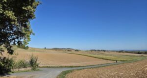 Das Feld Ende September, inzwischen fast vollständig abgeerntet und kahl