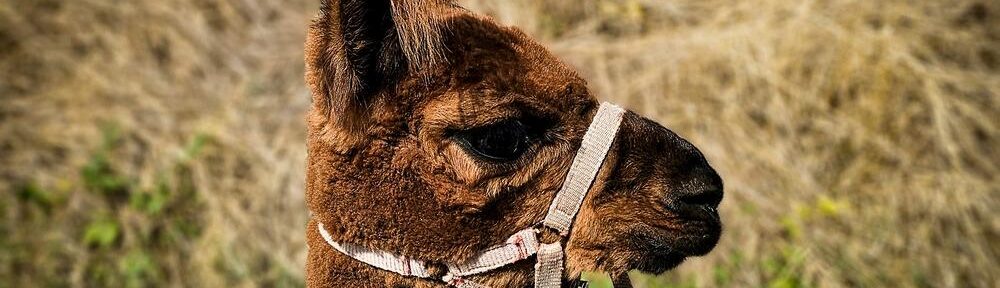 Teddy, das braune Therapie-Alpaka vom Circus Hallygally, im Porträt.