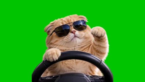 Hier steht sie still, die fahrende Katze. Wollt ihr sie in euren Videos bewegen?